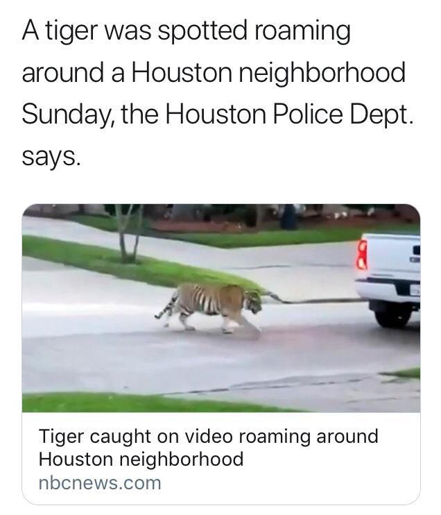 A tiger was spotted roaming around a Houston neighborhood Sunday the Houston Police Dept says e Tiger caught on video roaming around Houston neighborhood nbcnewscom