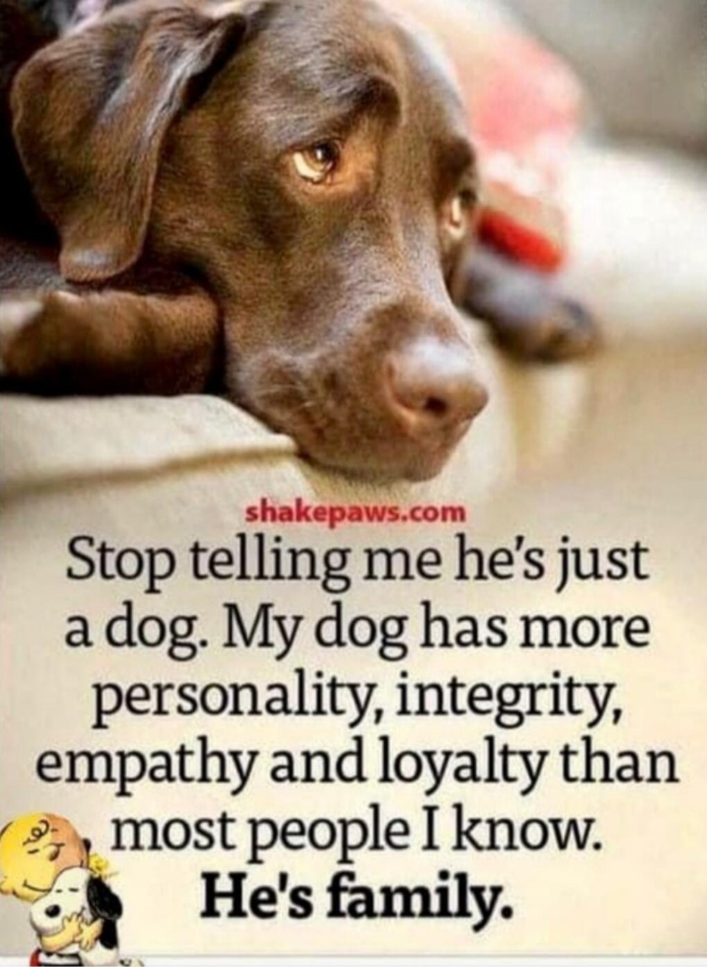 Stop telling me he's just a dog. My dog has more personality, integrity, empathy and loyalty than most people I know. He's family.