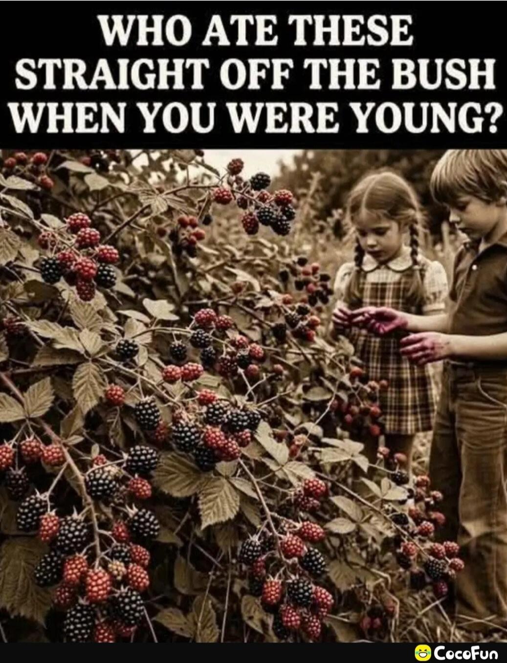 WHO ATE THESE STRAIGHT OFF THE BUSH WHEN YOU WERE YOUNG?