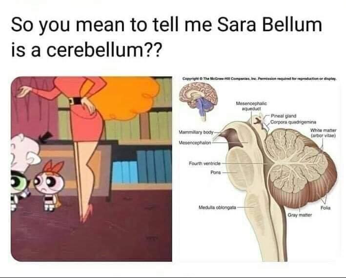 So you mean to tell me Sara Bellum is a cerebellum