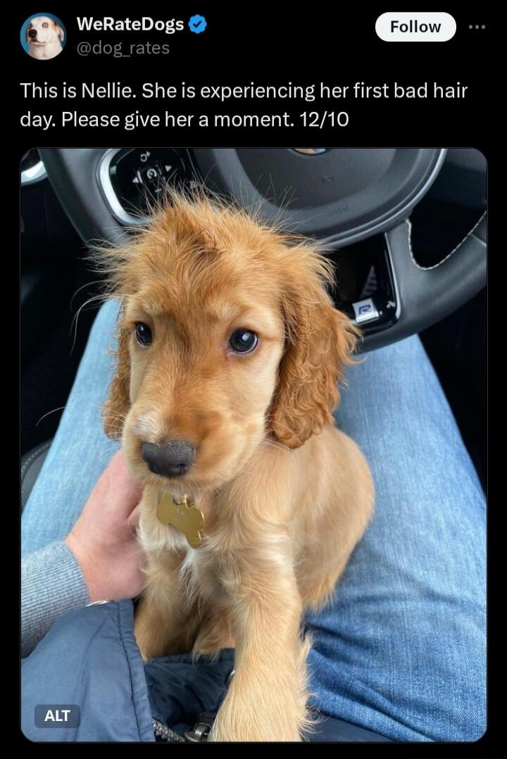 This is Nellie She is experiencing her first bad hair day Please give her a moment 1210