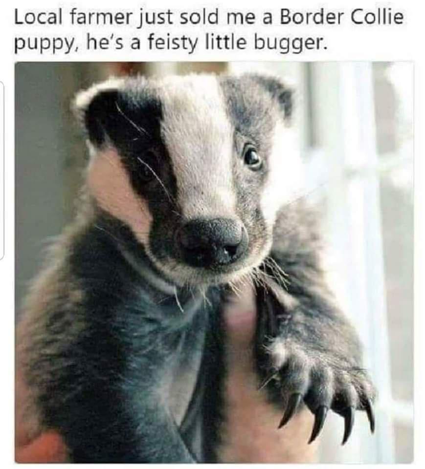 Local farmer just sold me a Border Collie puppy hes a feisty little bugger
