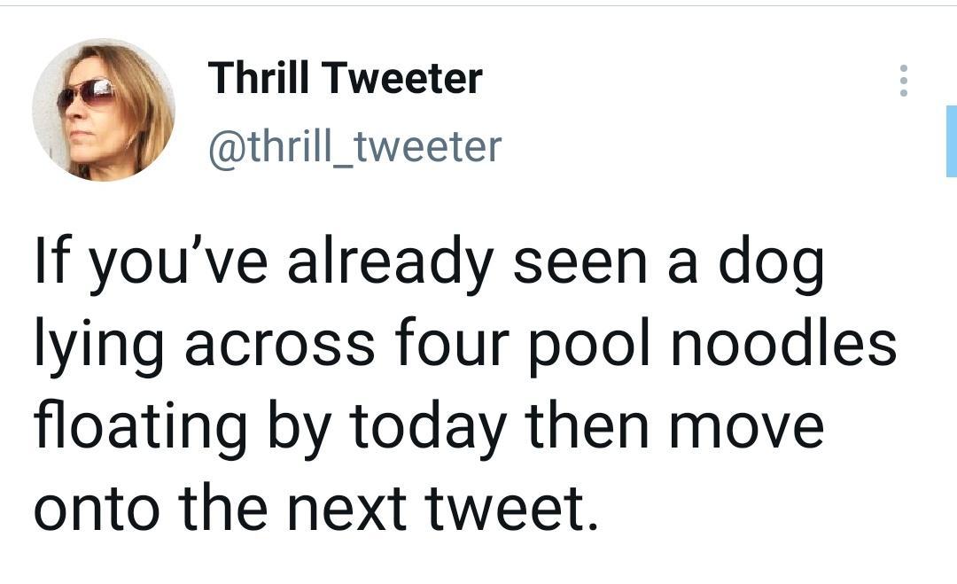 Thrill Tweeter thrill_tweeter If youve already seen a dog lying across four pool noodles floating by today then move onto the next tweet
