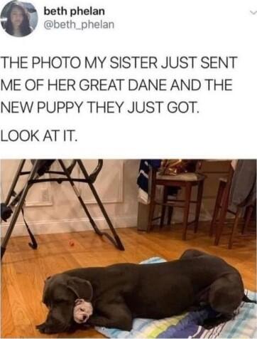 beth phalen THE PHOTO MY SISTER JUST SENT ME OF HER GREAT DANE AND THE NEW PUPPY THEY JUST GOT LOOK AT IT