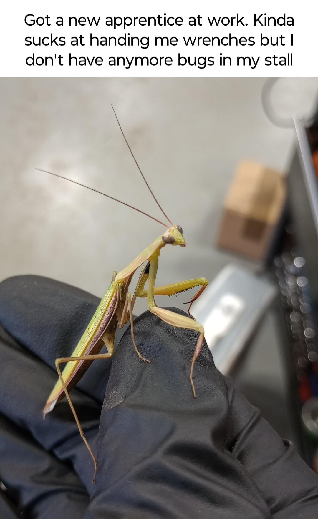 Got a new apprentice at work Kinda sucks at handing me wrenches but dont have anymore bugs in my stall
