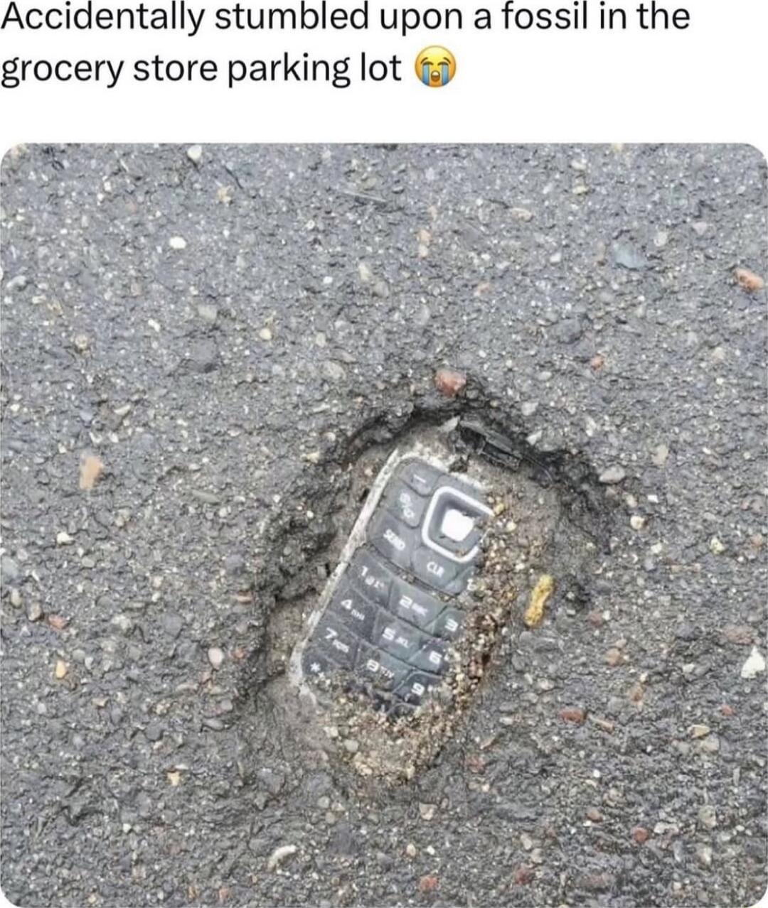Accidentally stumbled upon a fossil in the grocery store parking lot