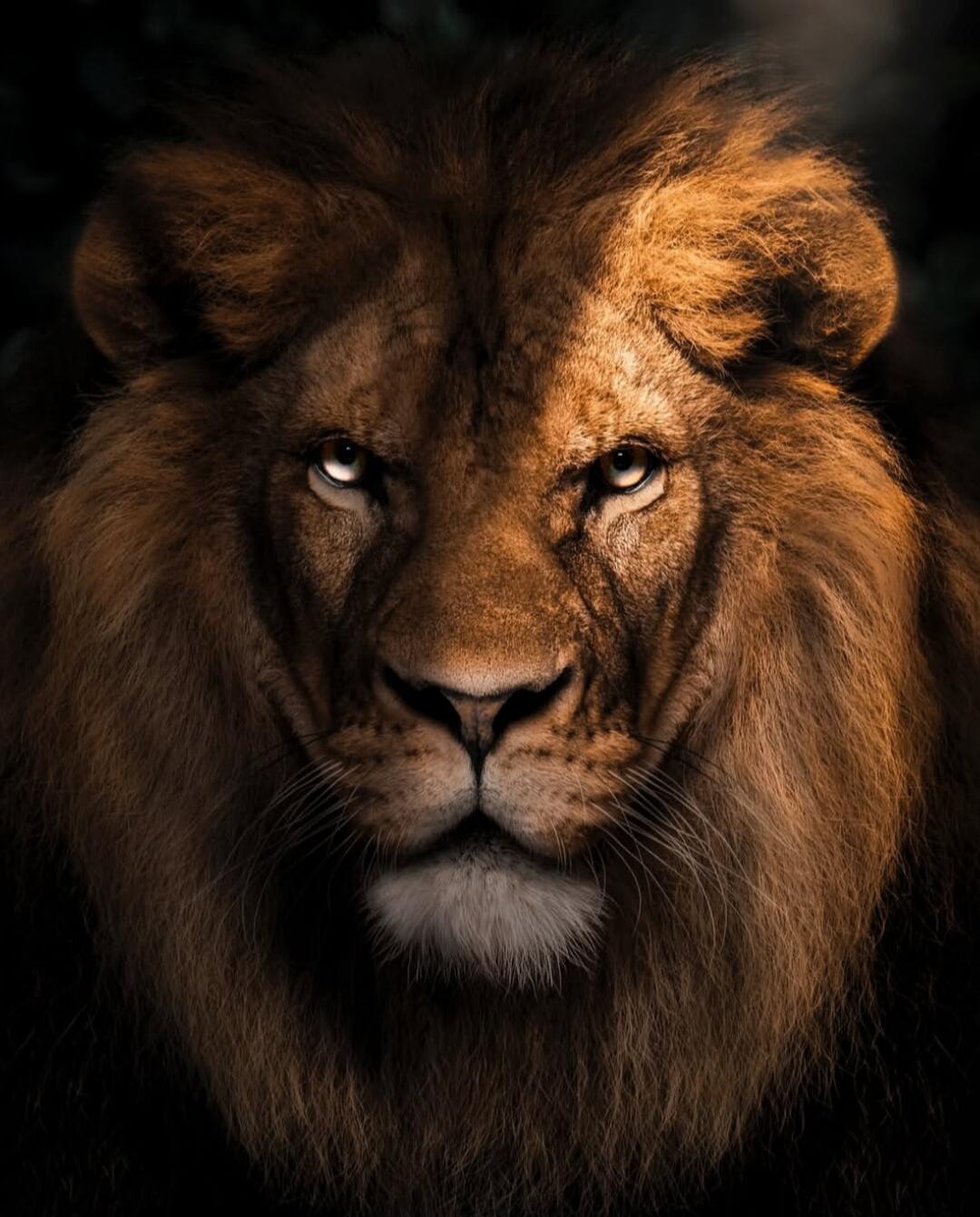 A close-up of a male lion's face.