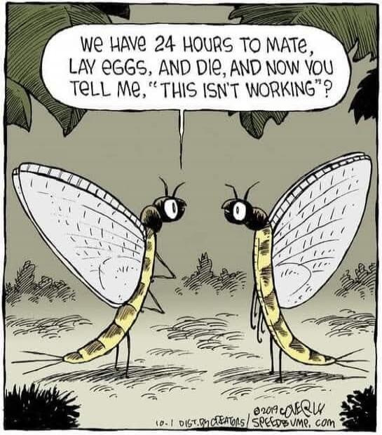 WE HAVE 24 HOURS TO MATE, LAY EGGS, AND DIE, AND NOW YOU TELL ME, 