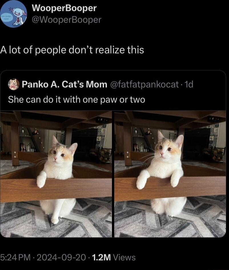 WooperBooper WooperBooper A lot of people dont realize this Panko A Cats Mom fatfatpankocat 1d She can do it with one paw or two 524 PM 2024 09 20 12M Views