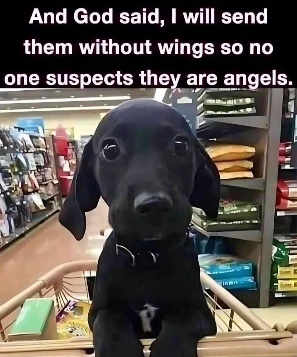 And God said, I will send them without wings so no one suspects they are angels.