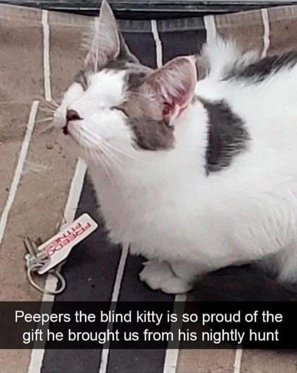 Peepers the blind kitty is so proud of the gift he brought us from his nightly hunt