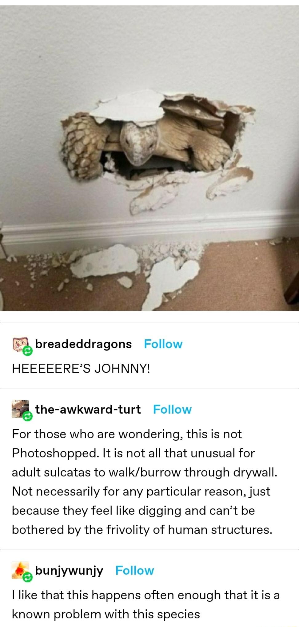 breadeddragons HEEEEERES JOHNNY 8 the awkward turt For those who are wondering this is not Photoshopped It is not all that unusual for adult sulcatas to walkburrow through drywall Not necessarily for any particular reason just because they feel like digging and cant be bothered by the frivolity of human structures k bunjywunjy like that this happens often enough that it is a known problem with thi