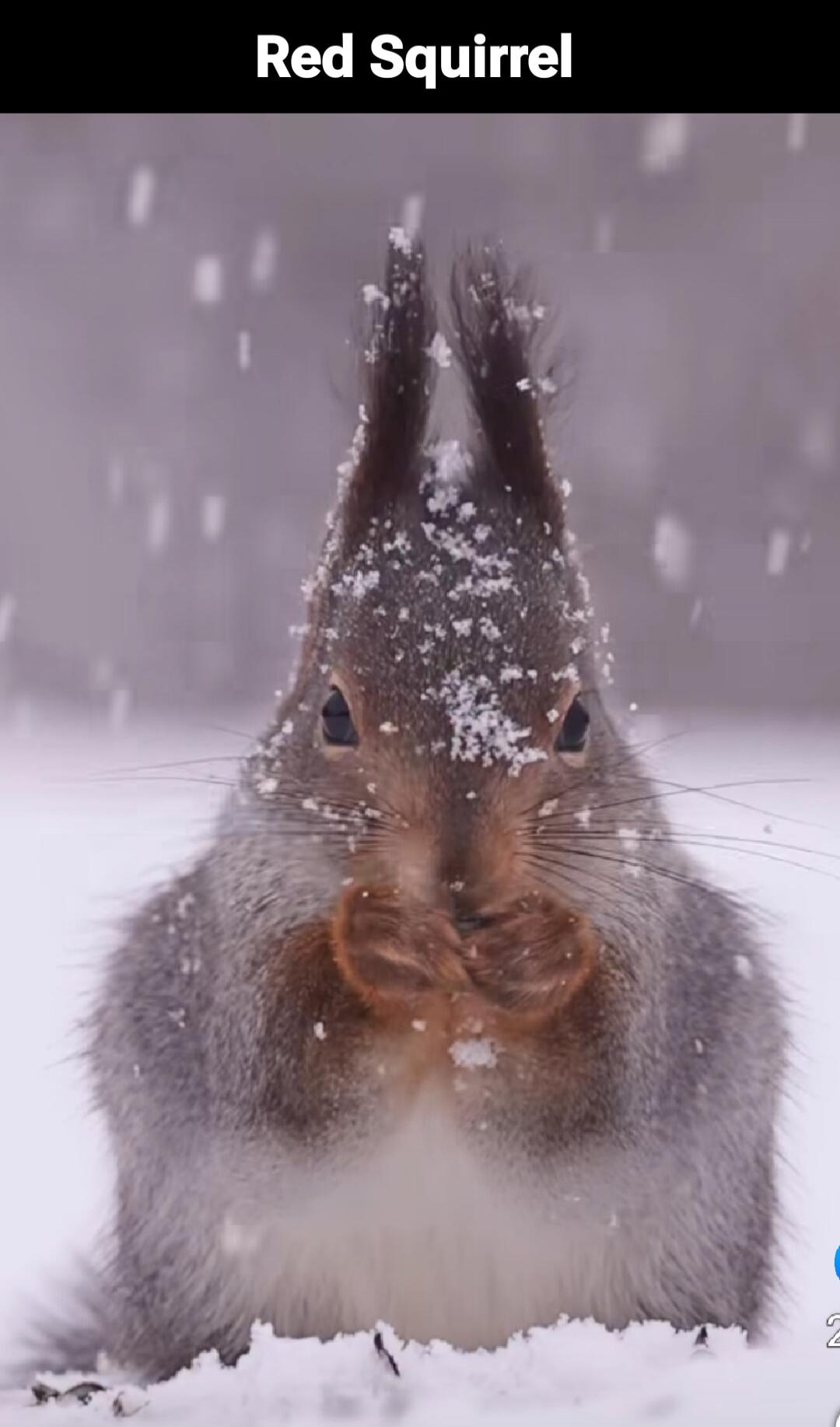 Red Squirrel