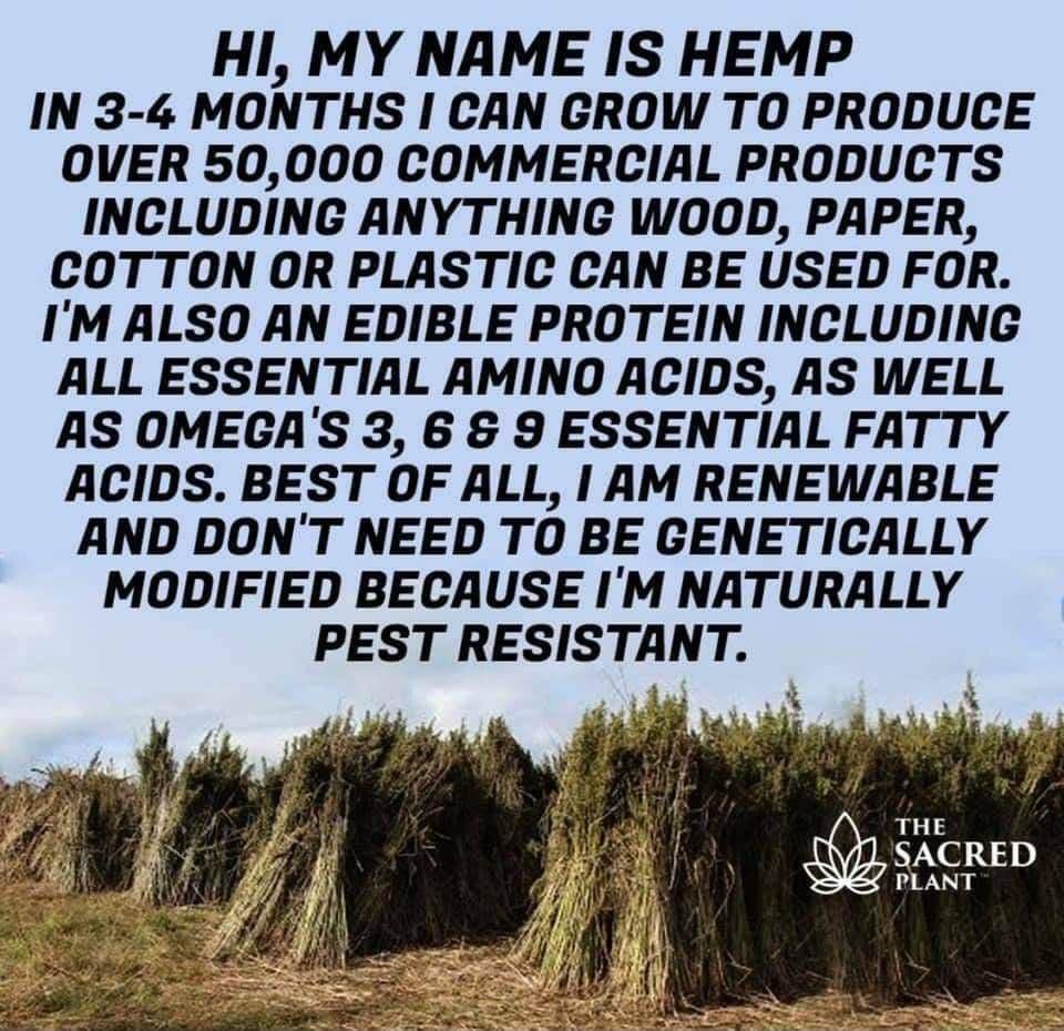HI MY NAME IS HEMP IN 3 4 MONTHS CAN GROW TO PRODUCE OVER 50000 COMMERCIAL PRODUCTS INCLUDING ANYTHING WOO0D PAPER COTTON OR PLASTIC CAN BE USED FOR IM ALSO AN EDIBLE PROTEIN INCLUDING ALL ESSENTIAL AMINO ACIDS AS WELL AS OMEGAS 36 9 ESSENTIAL FATTY ACIDS BEST OF ALL AM RENEWABLE AND DONT NEED TO BE GENETICALLY MODIFIED BECAUSE IM NATURALLY PEST RESISTANT
