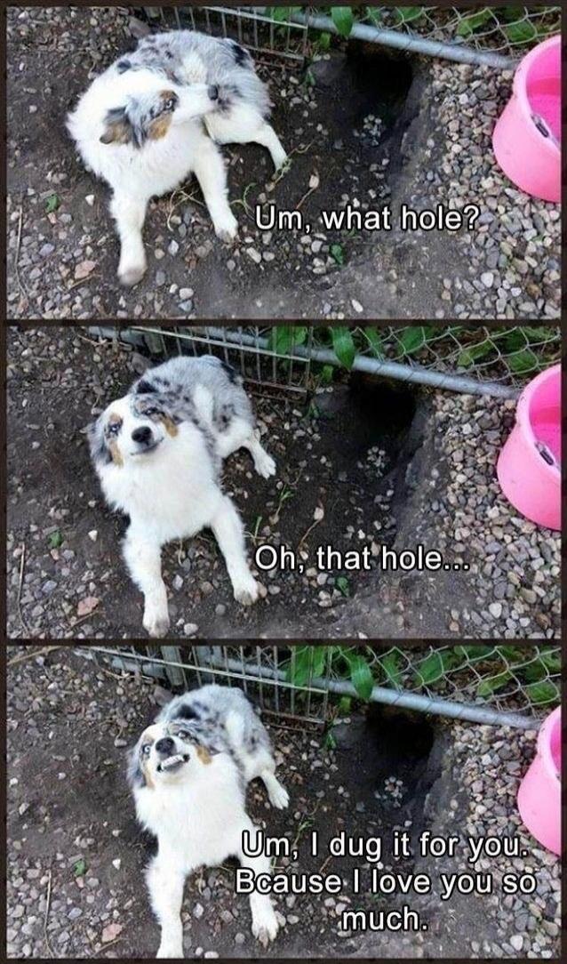 Um, what hole? Oh, that hole... Um, I dug it for you. Because I love you so much.