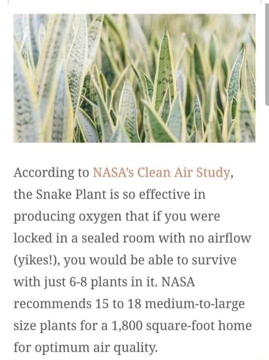 According to NASAs Clean Air Study the Snake Plant is so effective in producing oxygen that if you were locked in a sealed room with no airflow yikes you would be able to survive with just 6 8 plants in it NASA recommends 15 to 18 medium to large size plants for a 1800 square foot home for optimum air quality