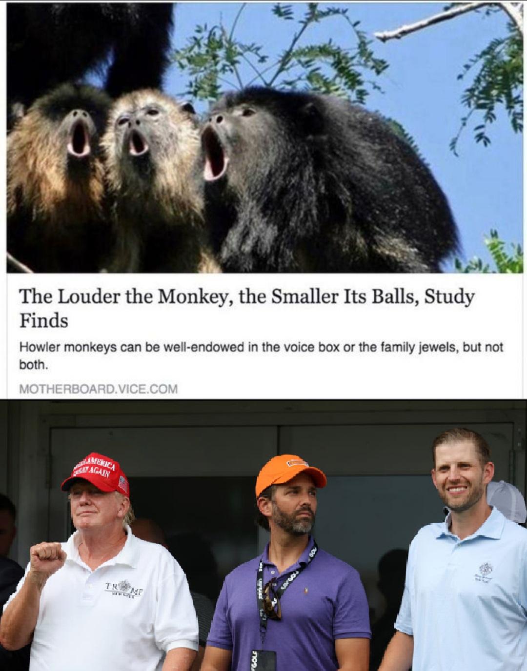 The Louder the Monkey the Smaller Its Balls Stud Finds Howler monkeys can be o o the famiy jewels but not botn