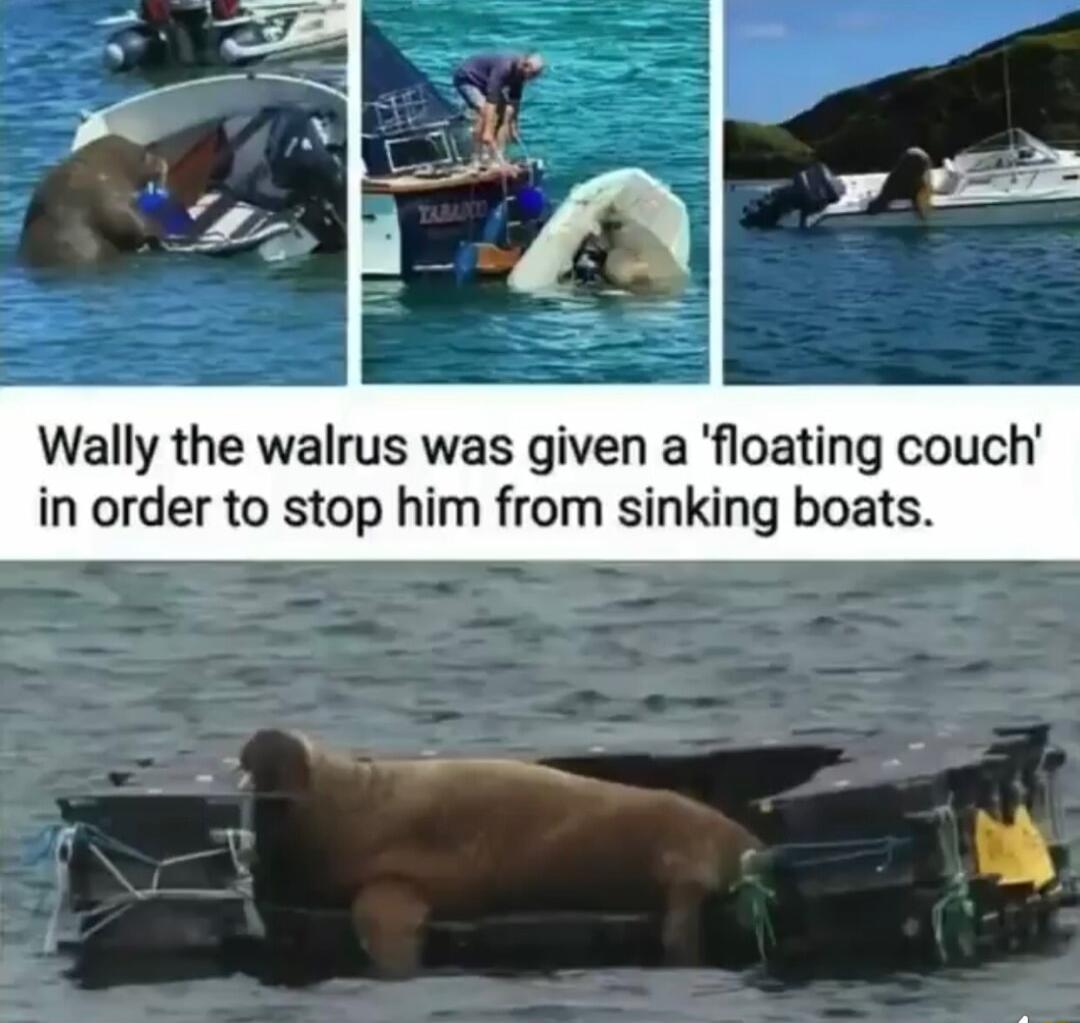 Wally the walrus was given a floating couch in order to stop him from sinking boats