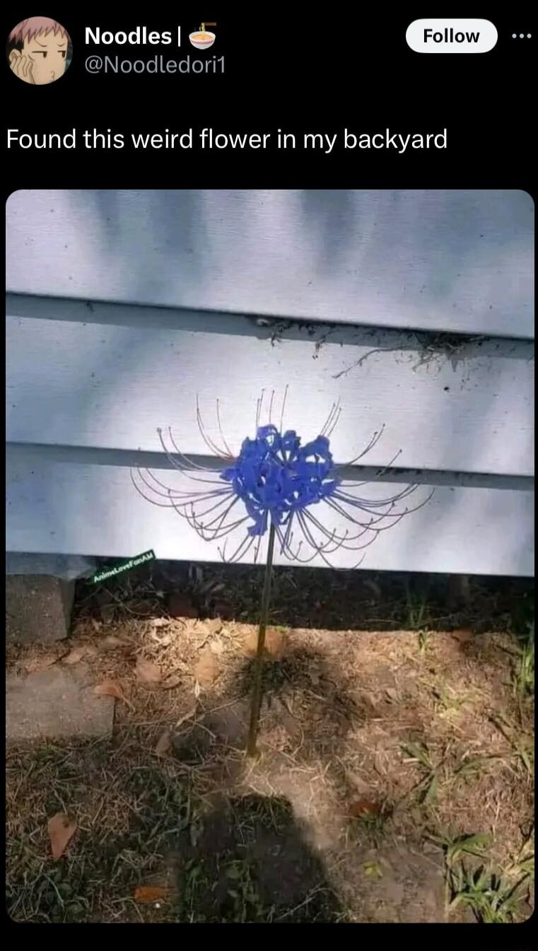 Noodles Forlow JO8 Noodledoril Found this weird flower in my backyard