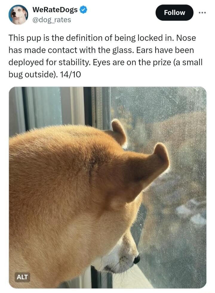 WeRateDogs dog This pup is the definition of being locked in Nose has made contact with the glass Ears have been deployed for stability Eyes are on the prize a small bug outside 1410