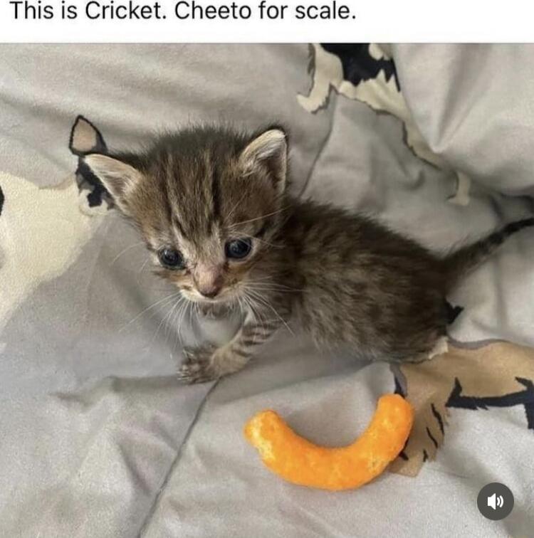 This Is Cricket Cheeto for scale