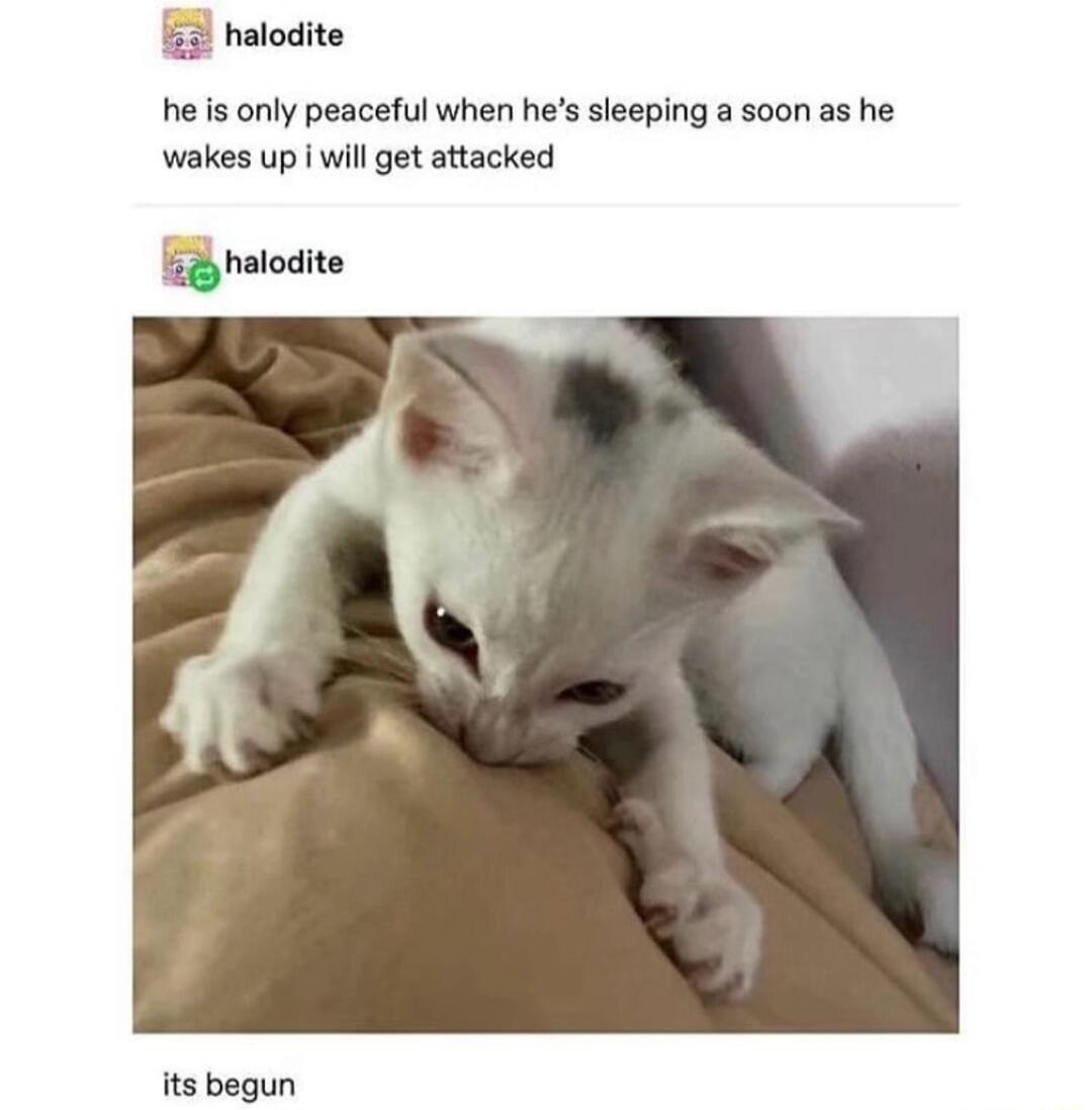4 halodite he is only peaceful when hes sleeping a soon as he wakes up will get attacked i halodite its begun