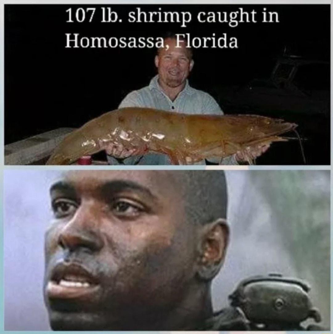 107 1b shrimp caught in Homosassaflorida