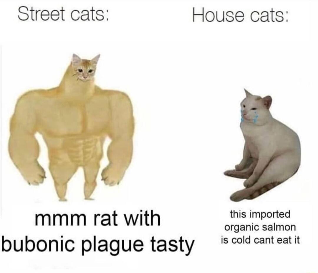 Street cats House cats mmm rat with e mpoted organic salmon bubonic plague tasty scdeanteatt