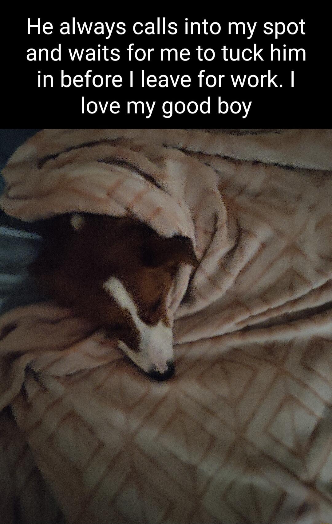 He always calls into my spot and waits for me to tuck him in before I leave for work love my good boy
