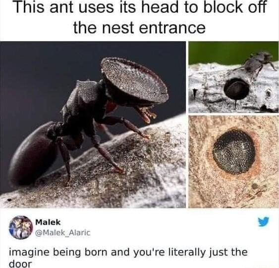 This ant uses Iits head to block off the nest entrance Malek L 4 aMalek_Alar imagine being born and youre literally just the door