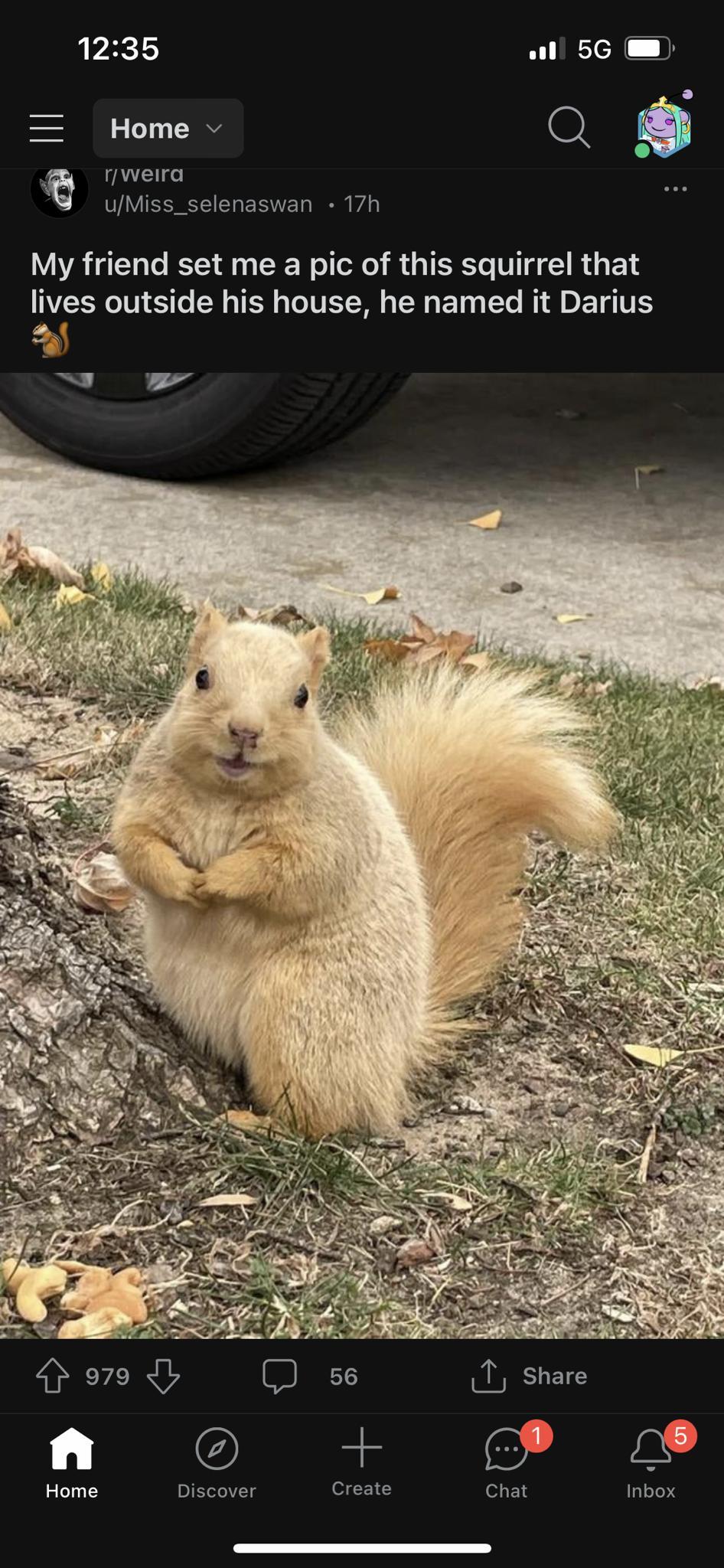 jriciy all 5G m Home o Q fweira uMiss_selenaswan 17h My friend set me a pic of this squirrel that VSR T SN TR TITET TN BT Tt BT BT T Py Home Create chat