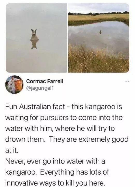 Cormac Farrell jagungall Fun Australian fact this kangaroo is waiting for pursuers to come into the water with him where he will try to drown them They are extremely good atit Never ever go into water with a kangaroo Everything has lots of innovative ways to kill you here