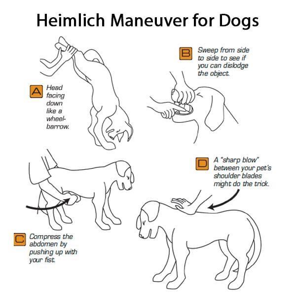 Heimlich Maneuver for Dogs Sweep from side sds tosee Jou can deiodge the obect Head foang down s whoot barrow