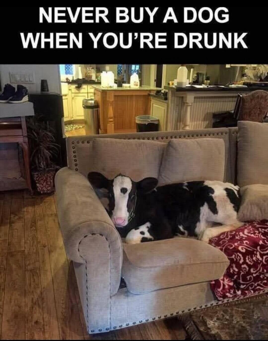NEVER BUY A DOG WHEN YOU'RE DRUNK