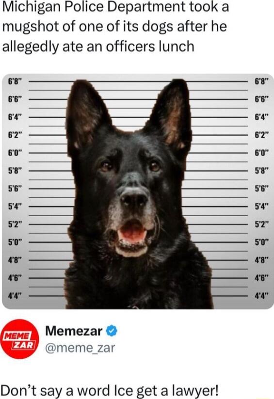 Michigan Police Department took a mugshot of one of its dogs after he allegedly ate an officers lunch Memezar meme_zar Dont say a word Ice get a lawyer