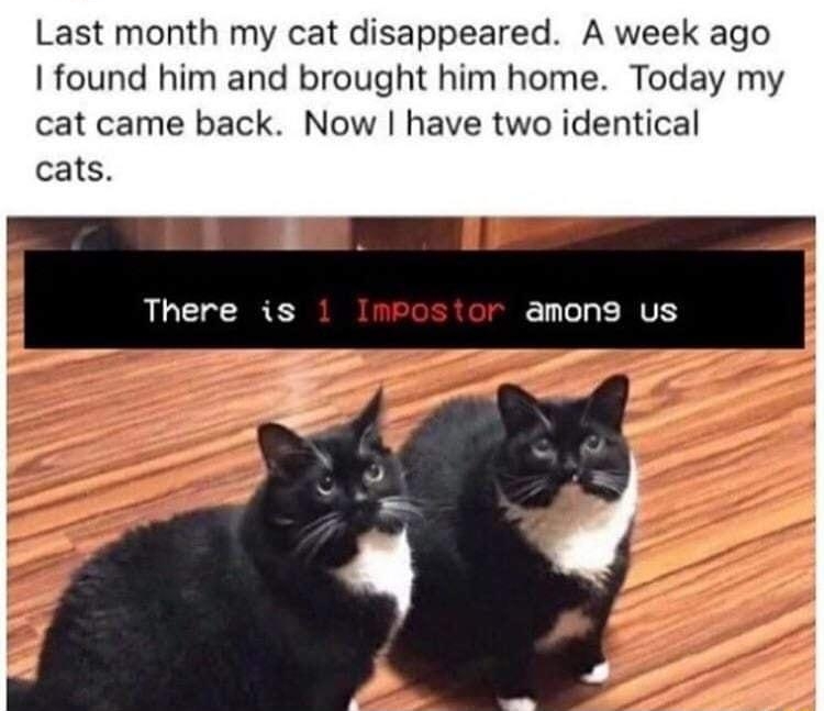 Last month my cat disappeared A week ago I found him and brought him home Today my cat came back Now have two identical There is ELLLERTE