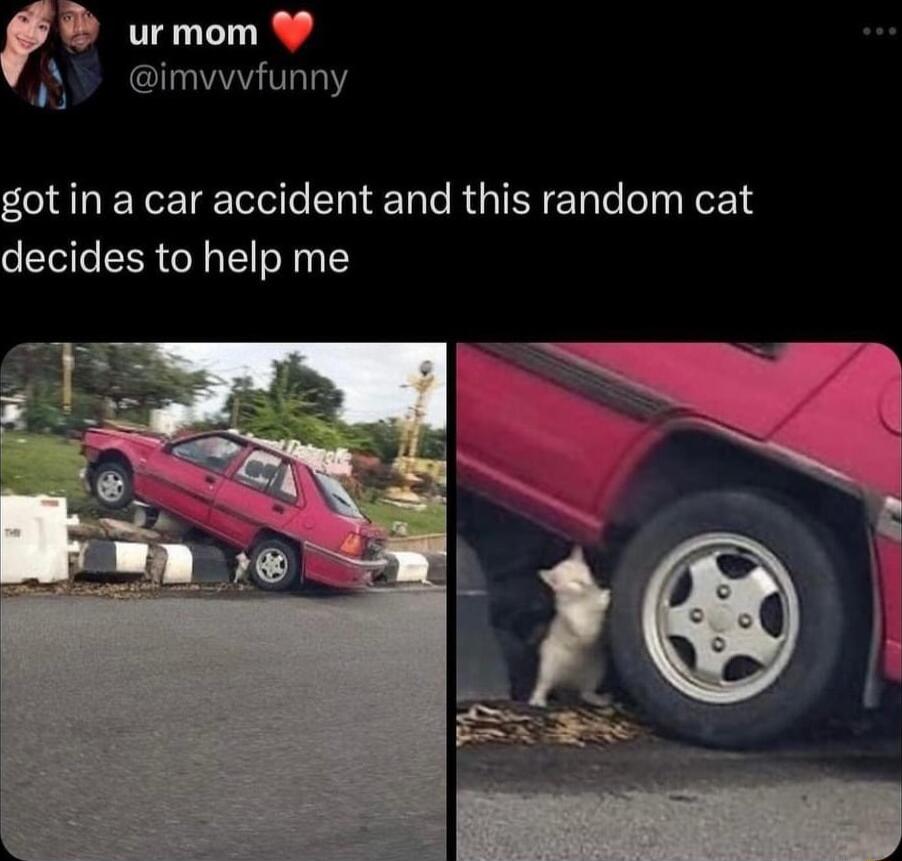 urmom W imvwvfunny got in a car accident and this random cat decides to help me