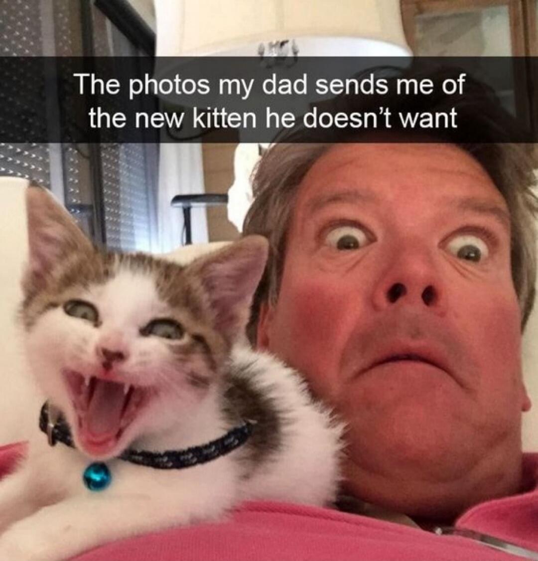 The photos my dad sends me of the new kitten he doesn't want