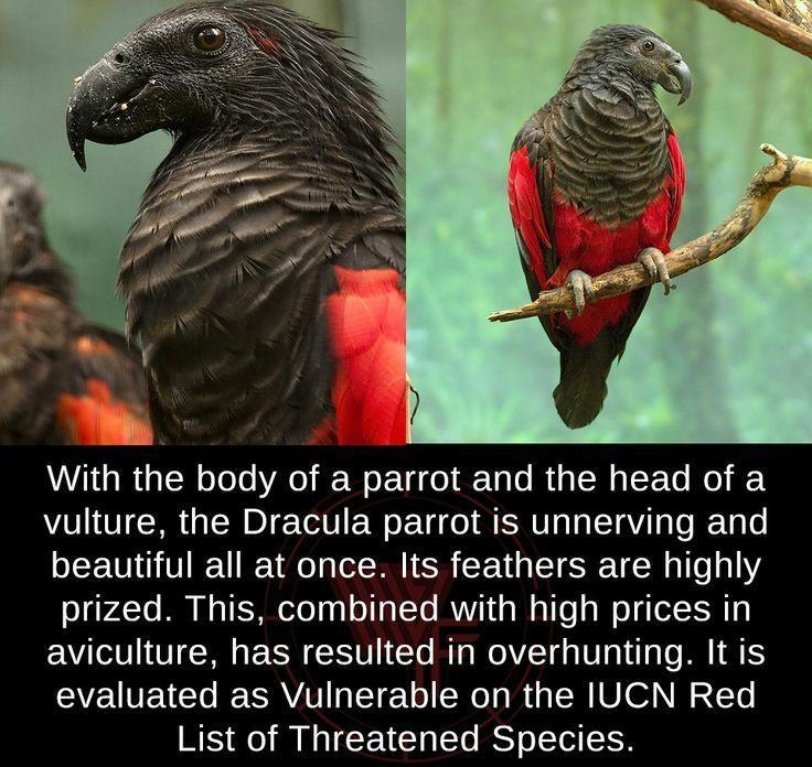 WV Ta g lR eToTo V o i WeLTg dol a Talo M1 M aIF To o Y vulture the Dracula parrot is unnerving and beautiful all at once Its feathers are highly Jolgv4To M Mo TESAote gl o TaTo MYk ia WalTe W oJoXX 1 aviculture has resulted in overhunting It is evaluated as Vulnerable on the IUCN Red List of Threatened Species