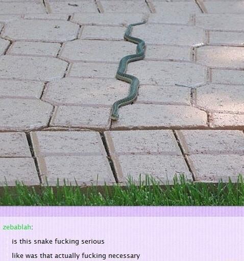 is this snake fucking serious like was that actually fucking necessary