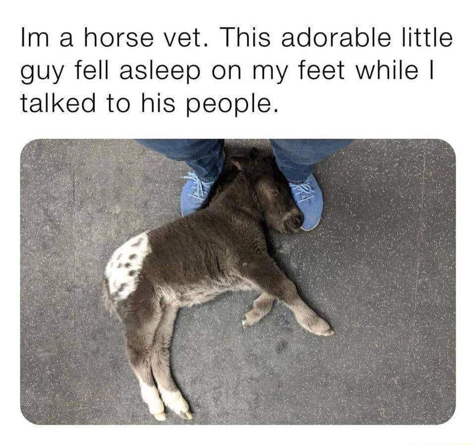Im a horse vet This adorable little guy fell asleep on my feet while talked to his people