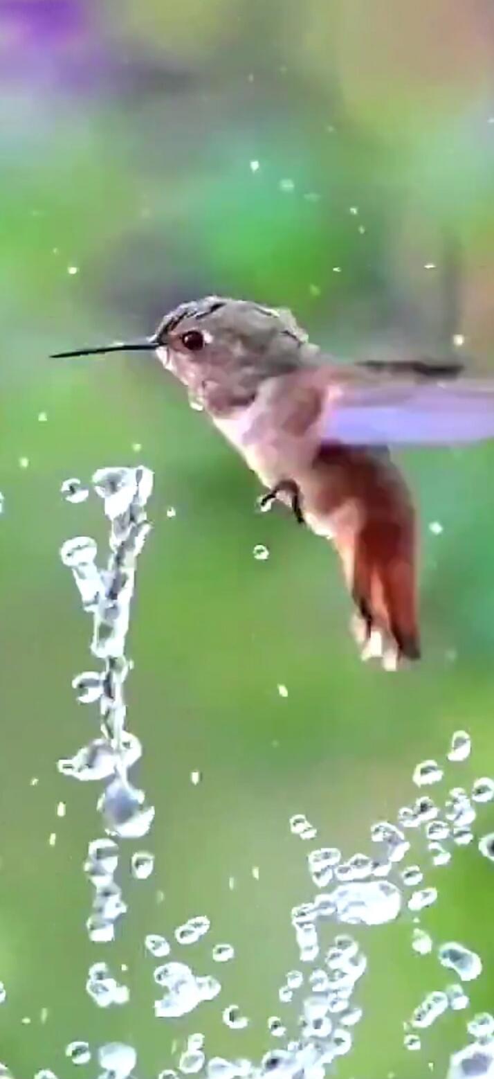 A hummingbird hovers in mid-air, drinking water from a stream or fountain, with water droplets splashing around it against a blurred green background.