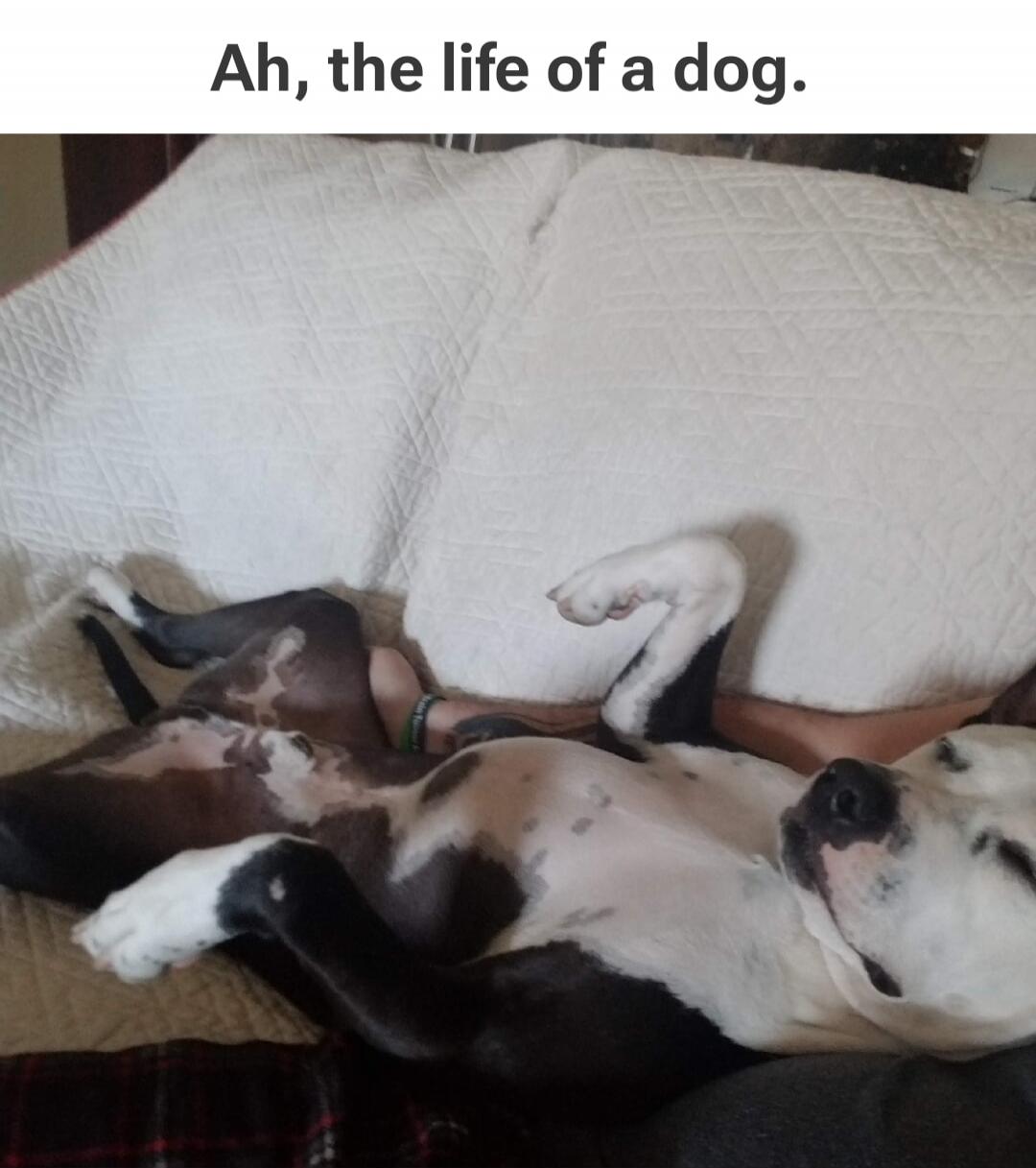 Ah, the life of a dog.