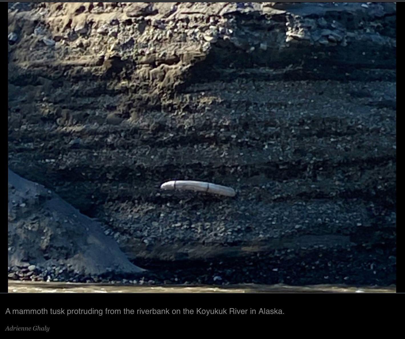 A mammoth tusk protruding from the riverbank on the Koyukuk River in Alaska Adrienne Ghaly