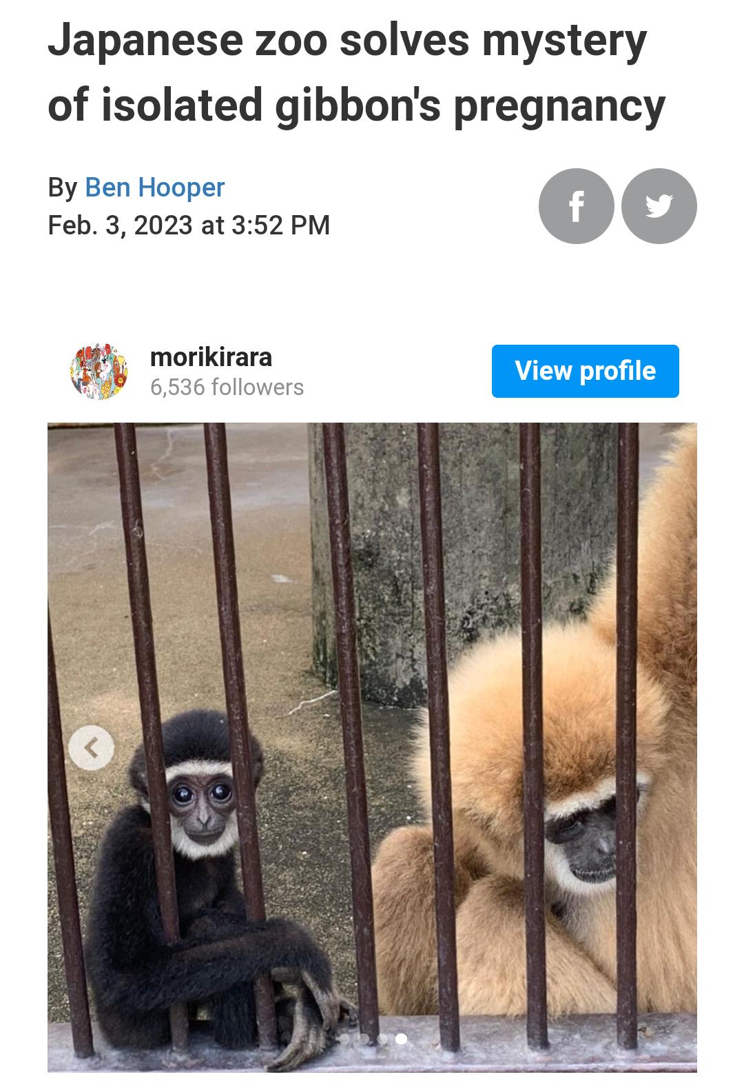 Japanese zoo solves mystery of isolated gibbons pregnancy By Ben Hooper Feb 32023 at 352 PM