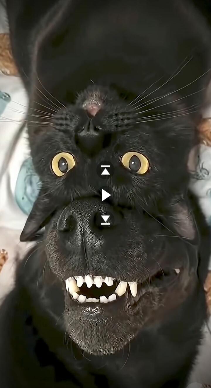 An optical illusion image featuring a dog and a cat creating a funny composite face.