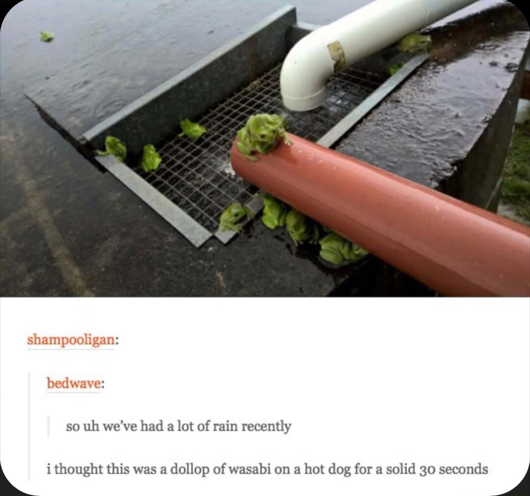 souh weve had alot of rain i thought this w cently dollop of wasabi on a ot dog for a solid 30 seconds