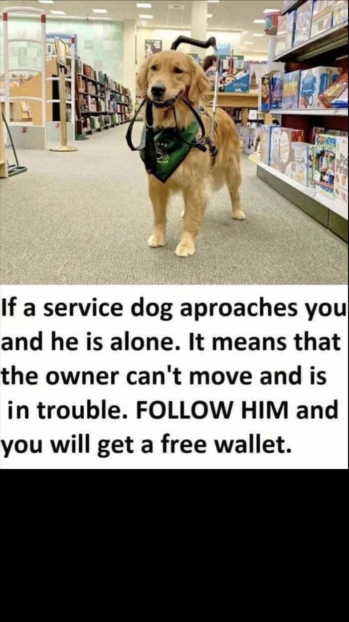 If a service dog aproaches you and he is alone It means that the owner cant move and is in trouble FOLLOW HIM and you will get a free wallet