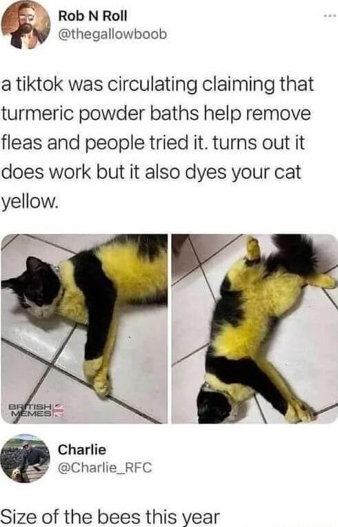 Rob N Roll thegallowboob a tiktok was circulating claiming that turmeric powder baths help remove fleas and people tried it turns out it does work but it also dyes your cat yellow Charlie Charlie_RFC Size of the bees this year