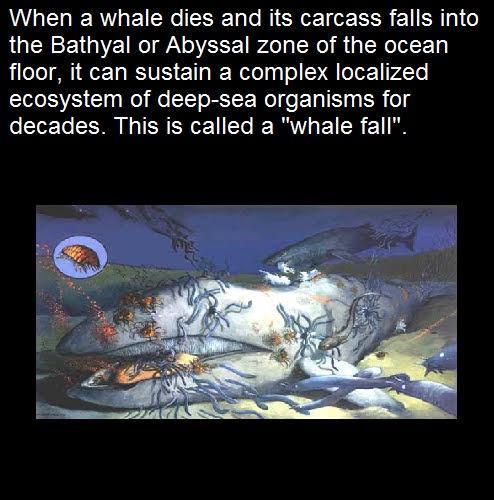 When a whale dies and its carcass falls into LR VIR A EEE A RO R R R T floor it can sustain a complex localized ecosystem of deep sea organisms for decades This is called a whale fall